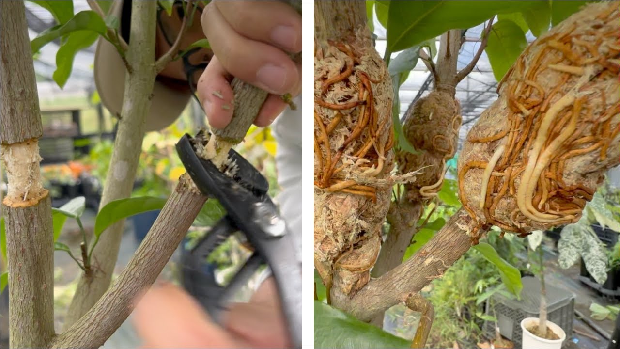 Just USE This and Roots Will Explode!