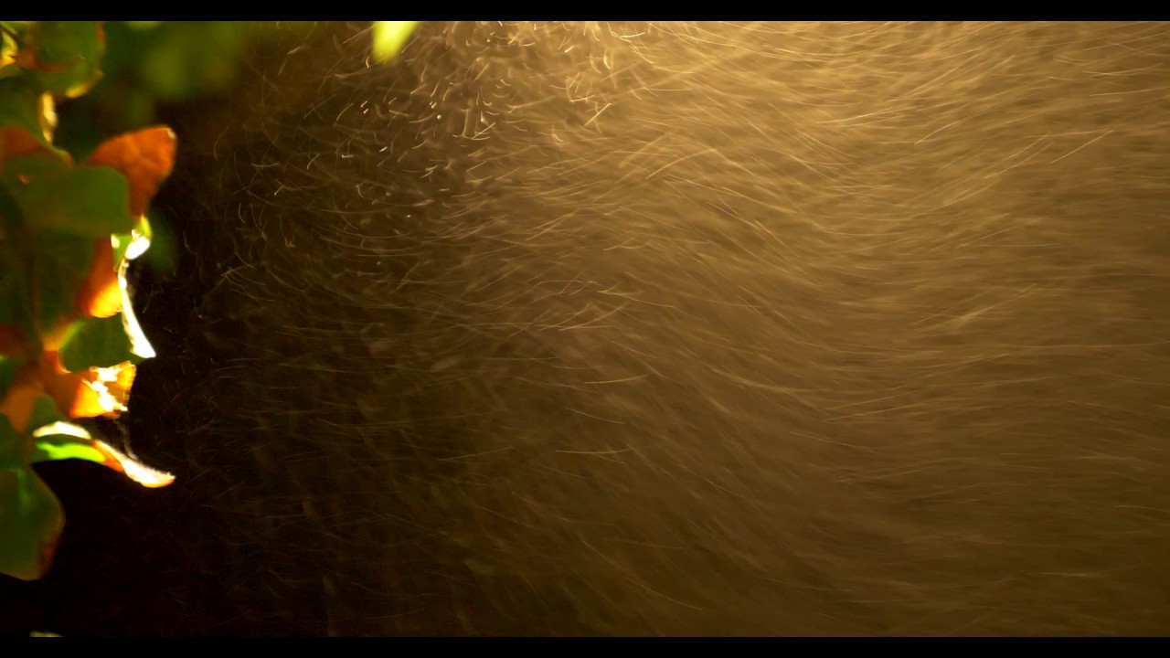 Nanoswarm. Nanoparticles. Not orbs.