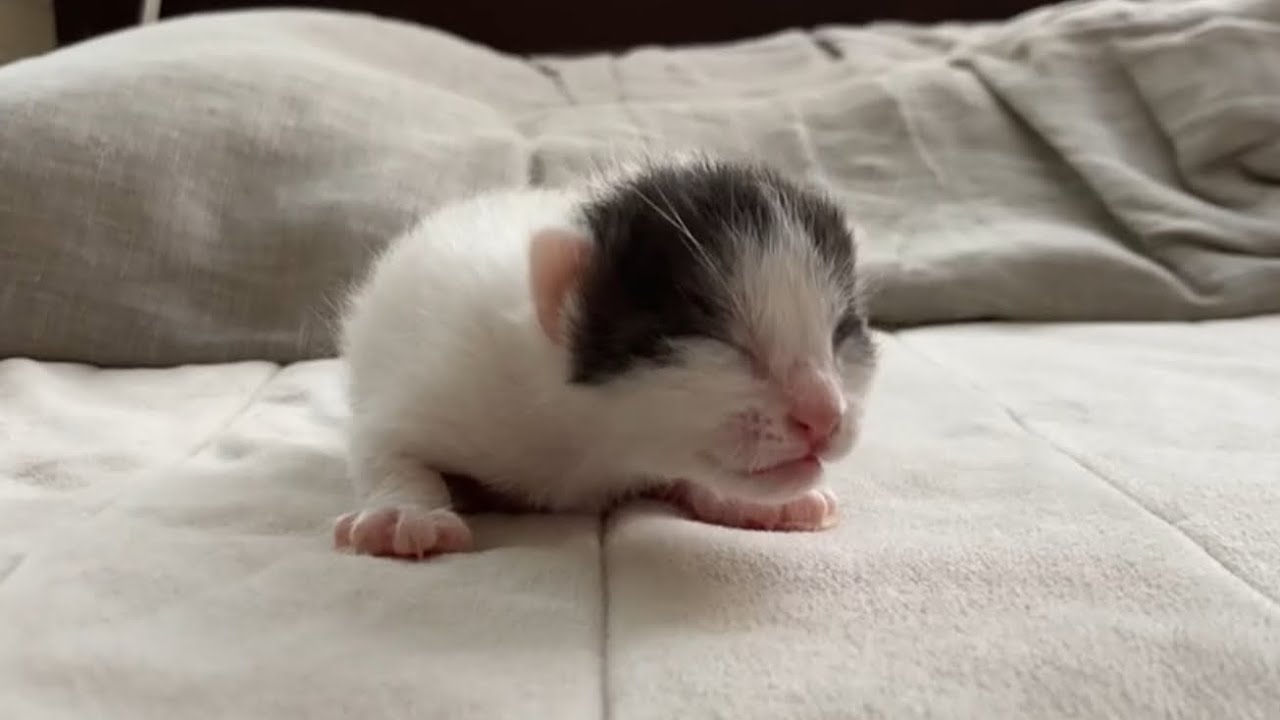 【赤ちゃん猫】モチ、かわいすぎる。