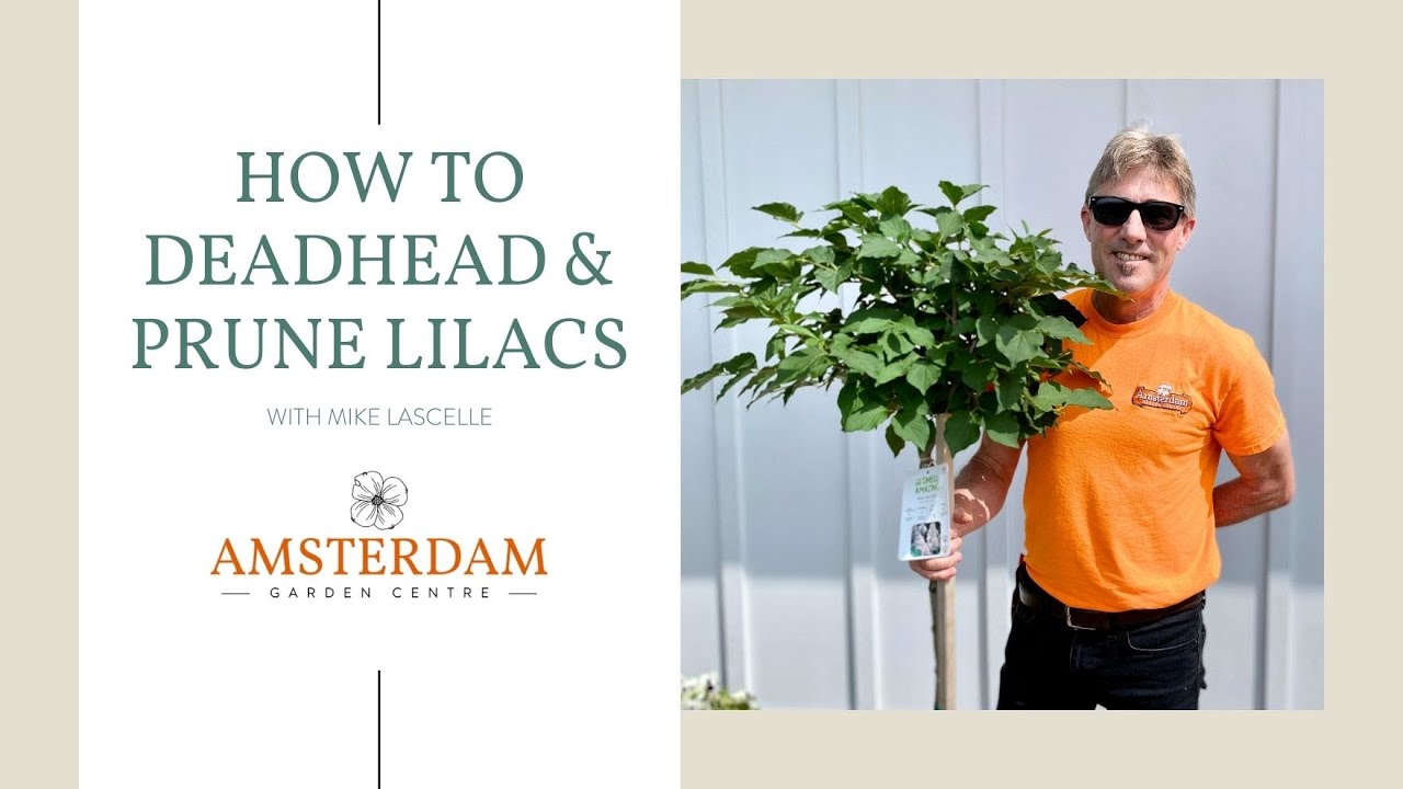 How to Prune and Deadhead Lilacs