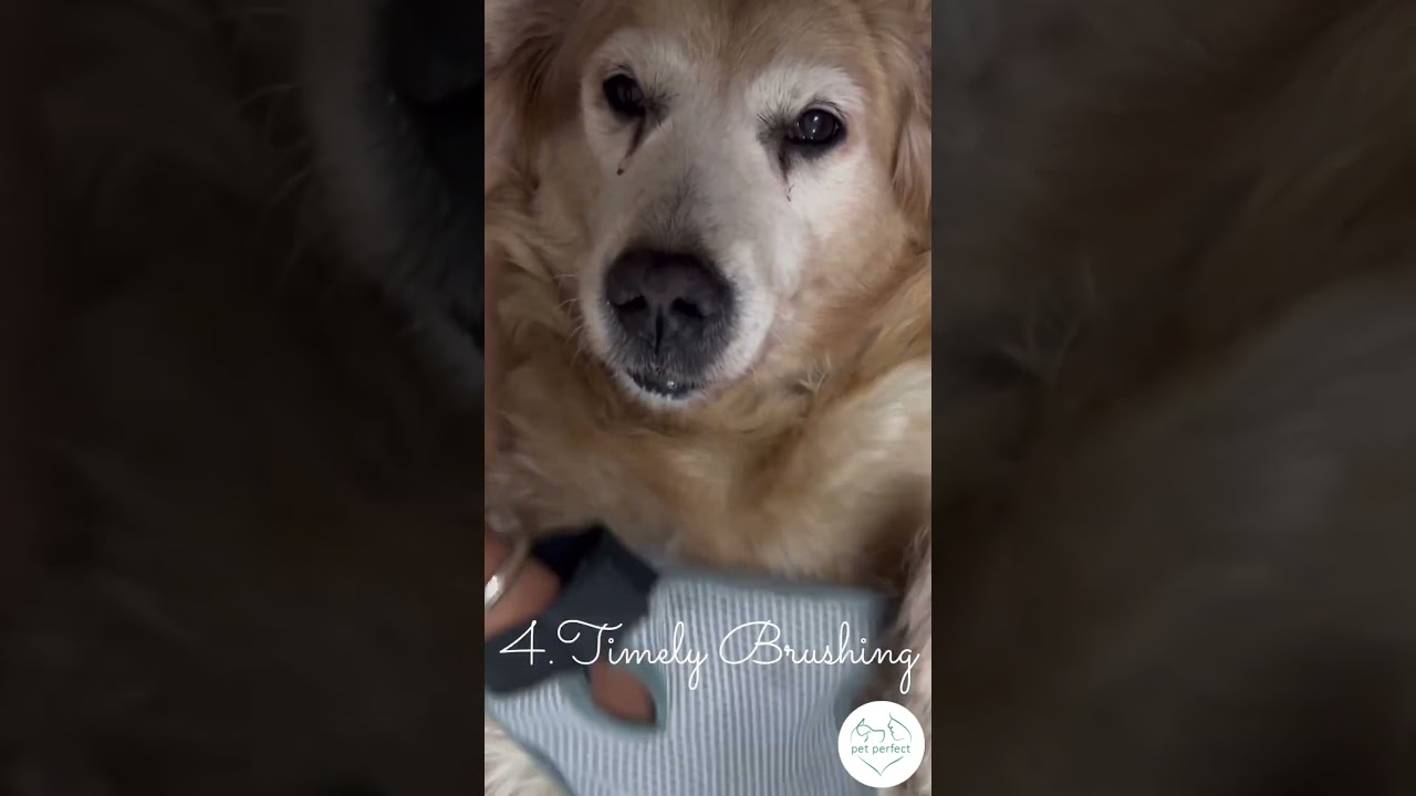 Tips to keep your dog happy!🐾✨