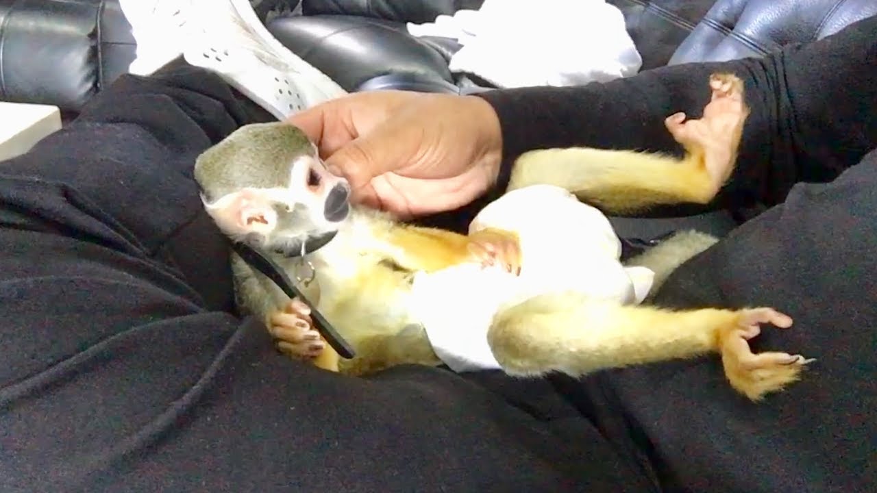LIVING WITH A PET MONKEY . #chicothemonkey