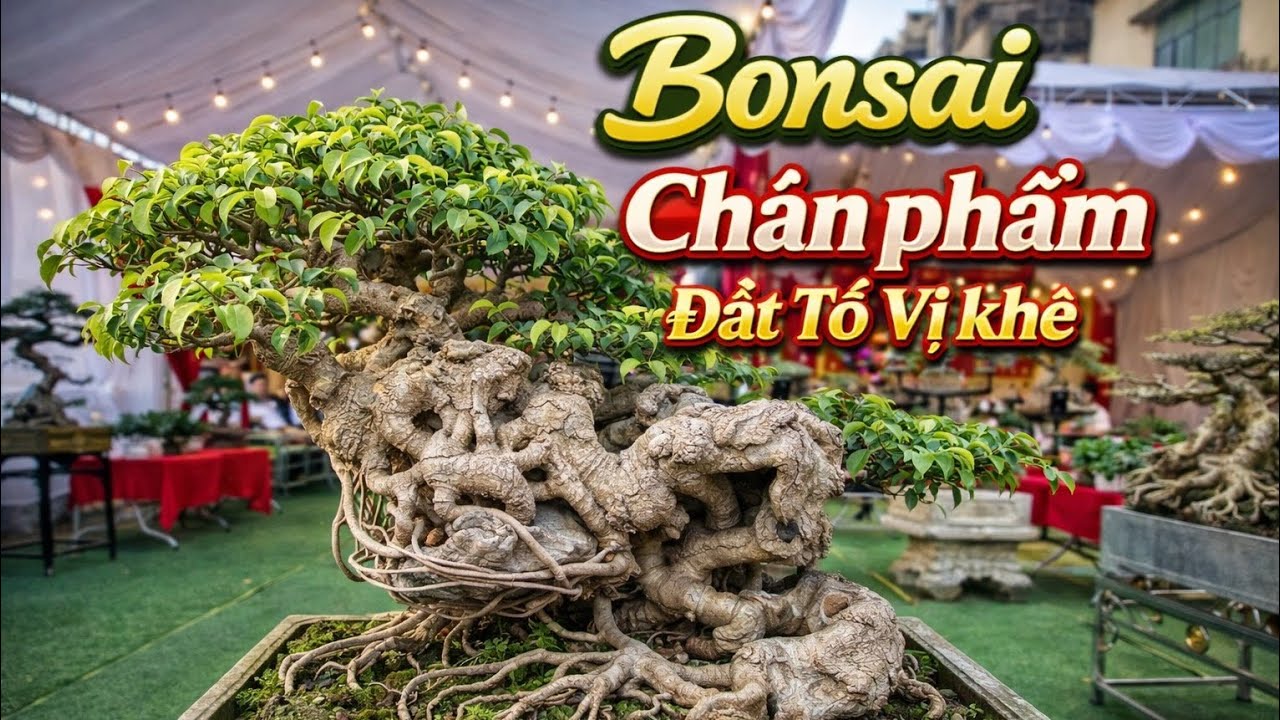 ZBV-Vk3.26:Dàn Bonsai chân quý tại đất tổ làng nghề Vị Khê Điền xá Nam Trực #bonsaimini #bonsai