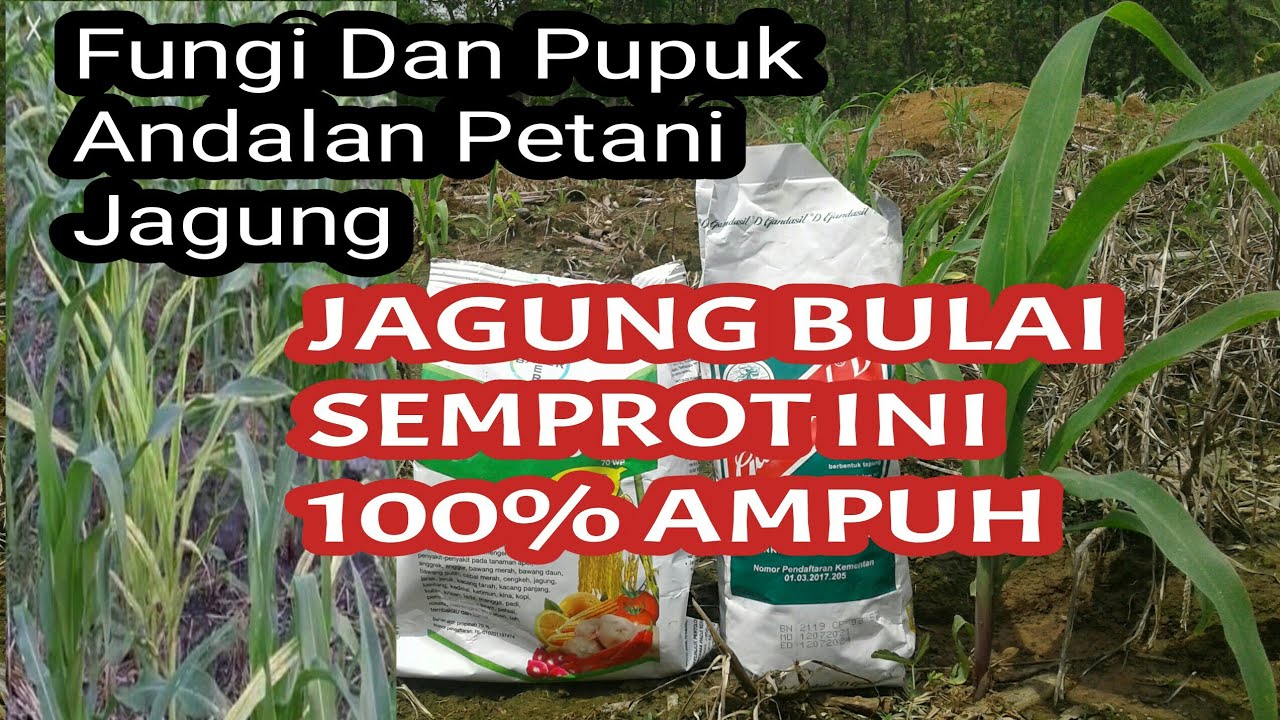 pencegahan busuk batang bulai pakai antracol dan Gandasil D
