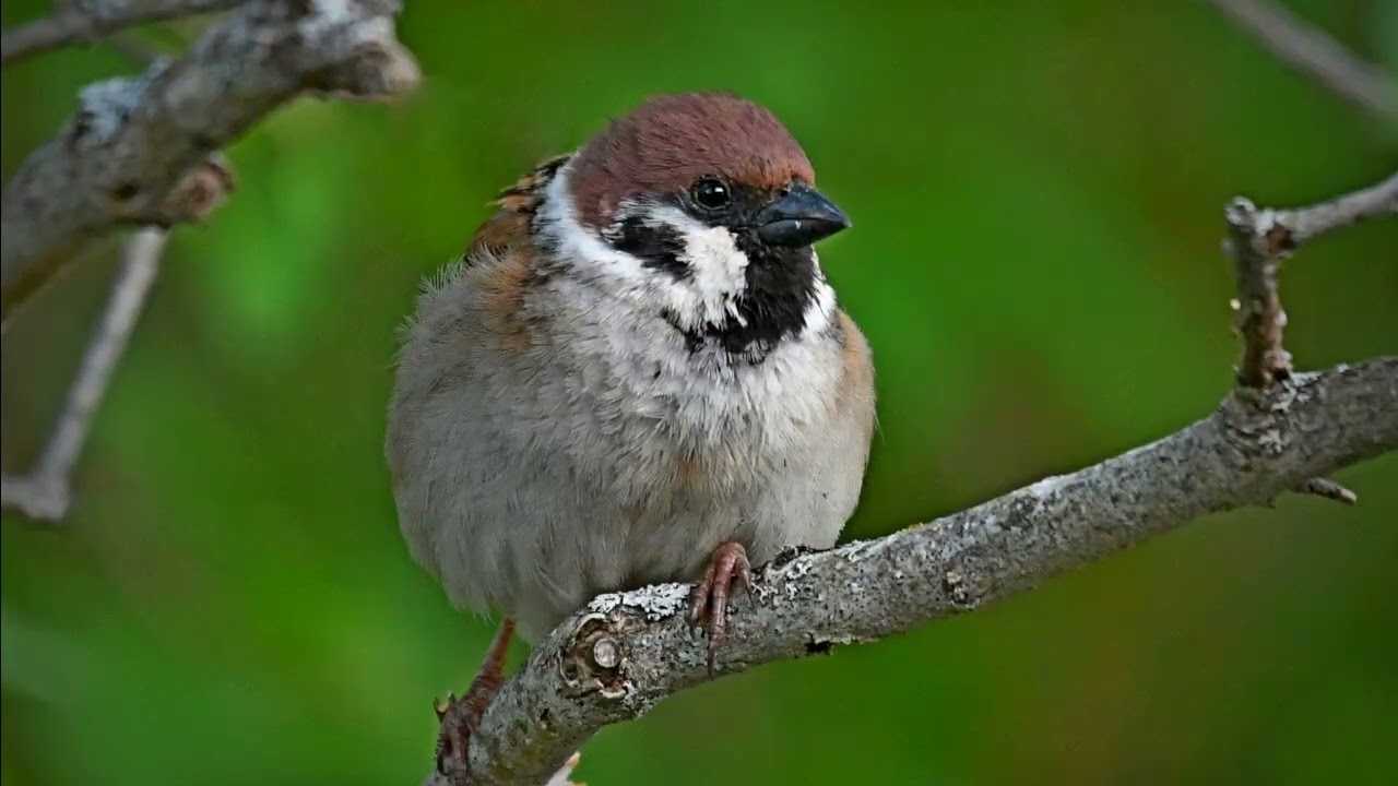 Pikkuvarpunen Kartanogolf
