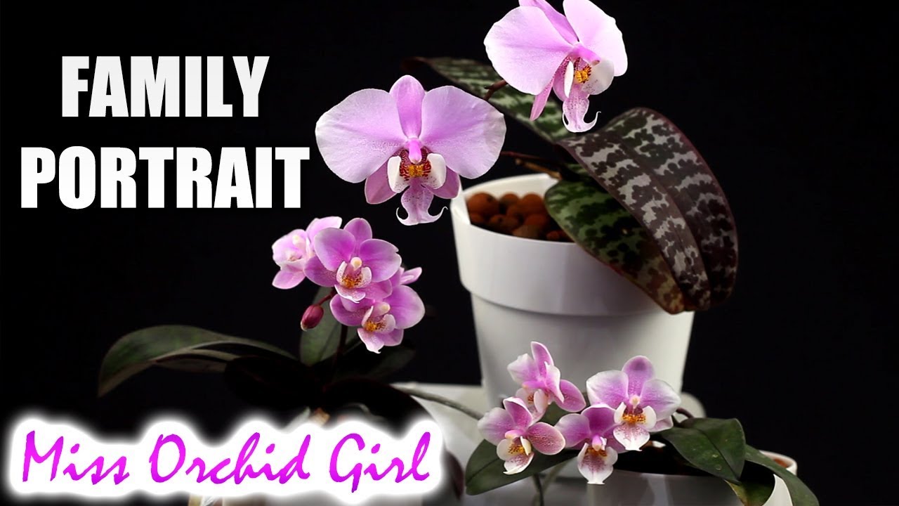 Orchid family portrait - Phalaenopsis schilleriana and hybrids