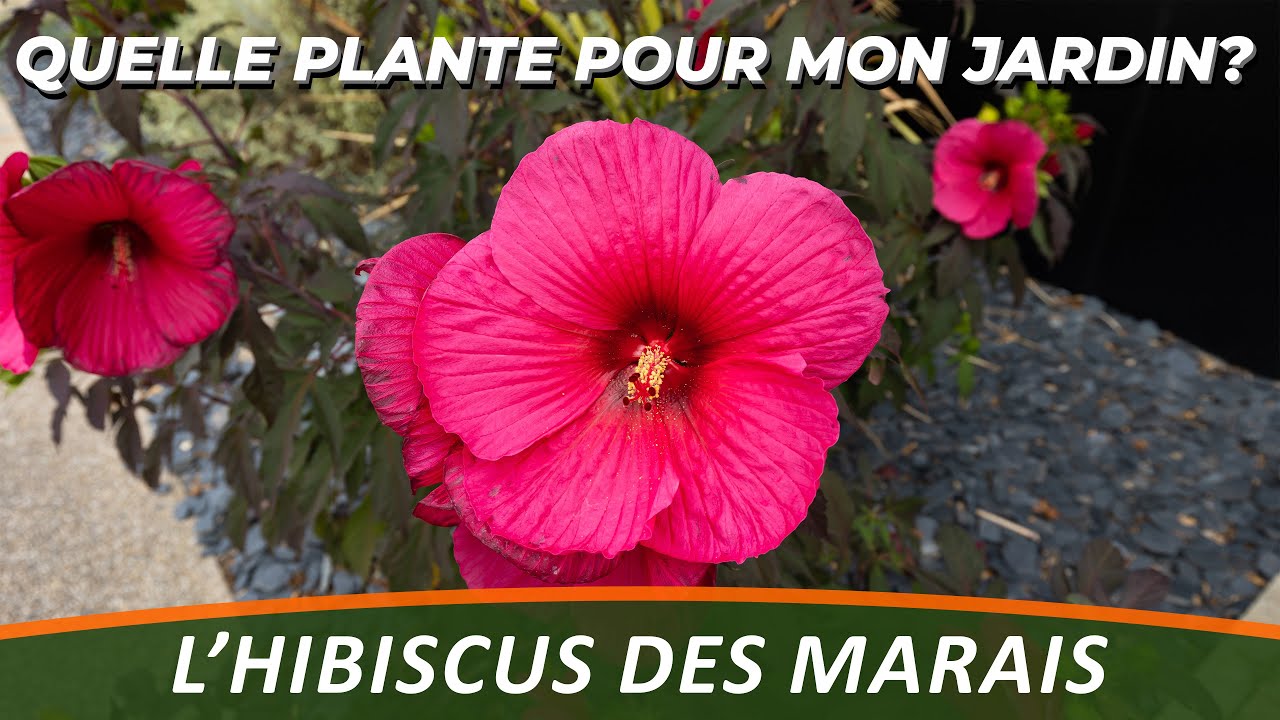L'HIBISCUS DES MARAIS ou HIBISCUS MOSCHEUTOS - Quelle Plante Pour Mon Jardin ?