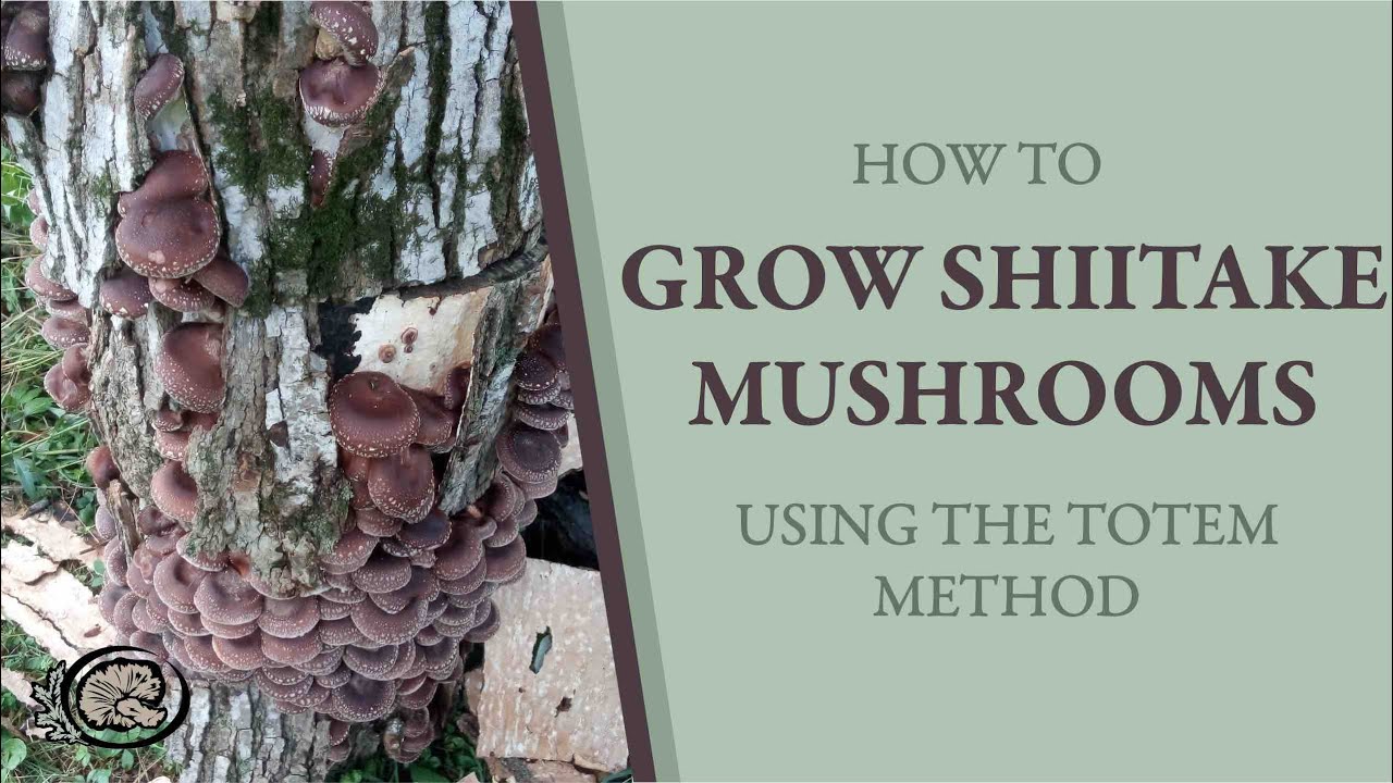 How to Grow Shiitake Mushrooms WITHOUT using the 