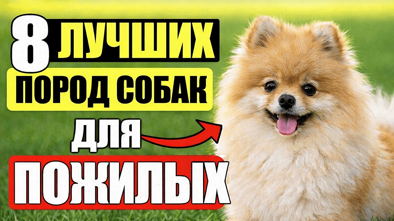 Неправильная собака — и вы пожалеете через месяц