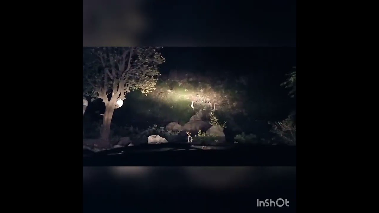 Bharakh, Reasi, Jammu and Kashmir | Night traveling through wildlife road | Hill area night driving