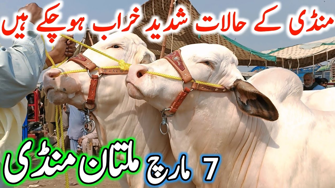 Today Multan Cow Mandi Fresh Latest Update | Cholistani Ablak Sahiwal Bachre & Cows | Cow Mandi 2025