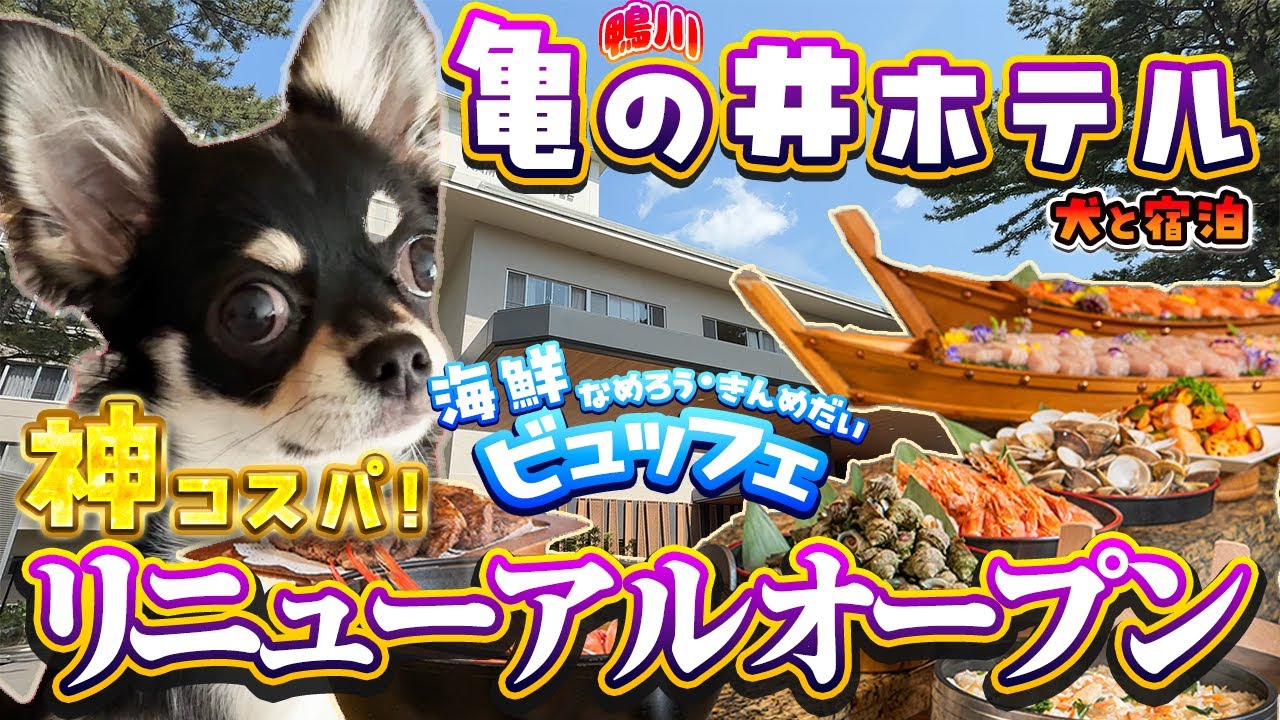 【亀の井ホテル鴨川】犬と一緒に泊まれる超コスパ宿海鮮ビュッフェがたまらない！チワワの子犬が大喜びするドッグラン付きのドッグフレンドリールーム！