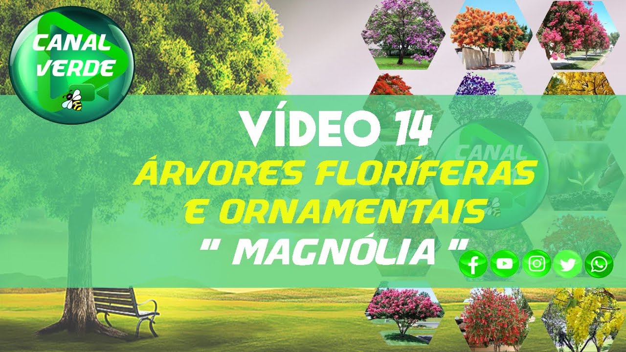 VÍDEO 14 – MAGNÓLIA - SÉRIE ÁRVORES FLORÍFERAS E ORNAMENTAIS
