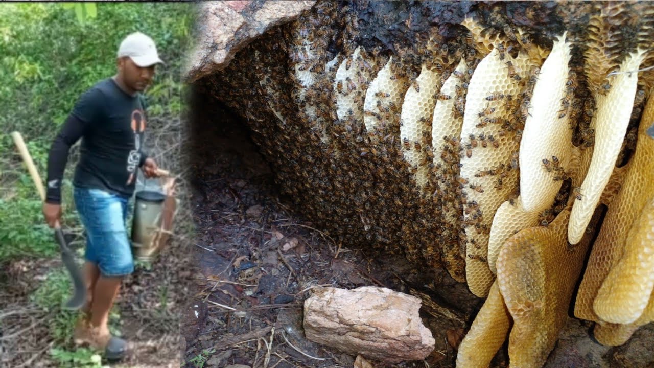 ABELHA ENORME EM T&Uacute;IA DE PEDRA ESSA &Eacute; DAS BOAS ABELHAS😱