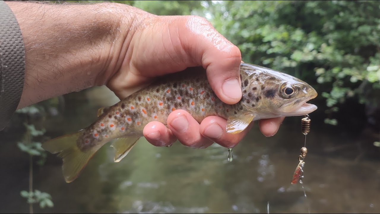 PESCA AS TRUTA NO RIO DE MONTANHA UM DOS MAIS LIMPOS DA EUROPA!!!