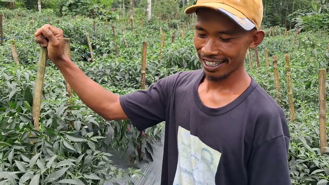 Respon Petani CMK di Lereng Gunung Slamet, untuk varietas Tangguh 77 F1 di cuaca ekstrim.