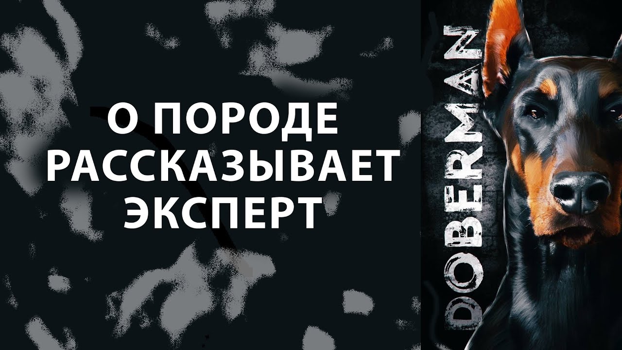 ДОБЕРМАН. Всё о породе Doberman! Рассказывает эксперт