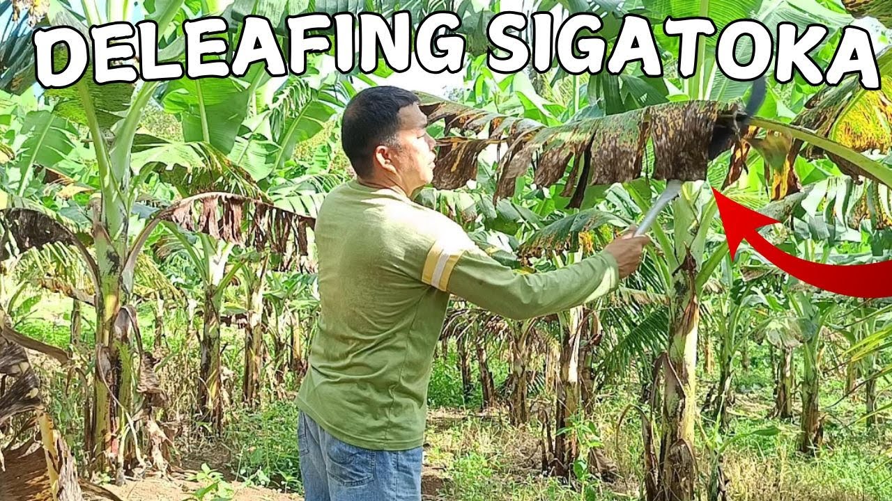 HOW TO ELIMINATE SIGATOKA DISEASE
