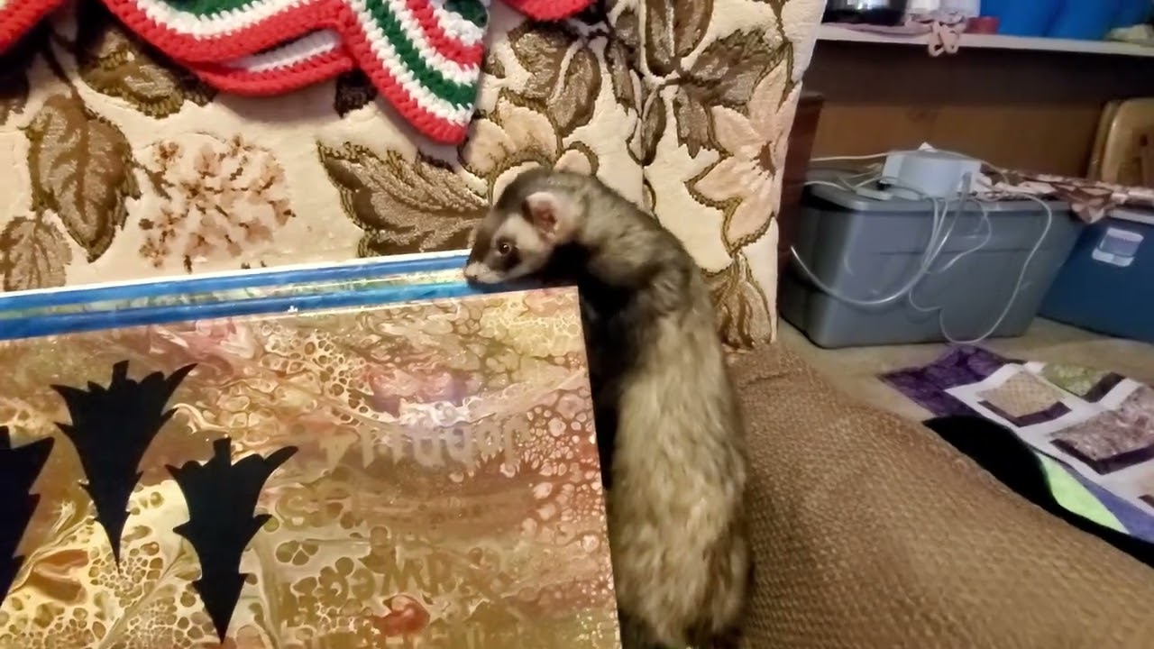 Flashback Reel Bug the Ferret Helps Put Away Christmas Decos
