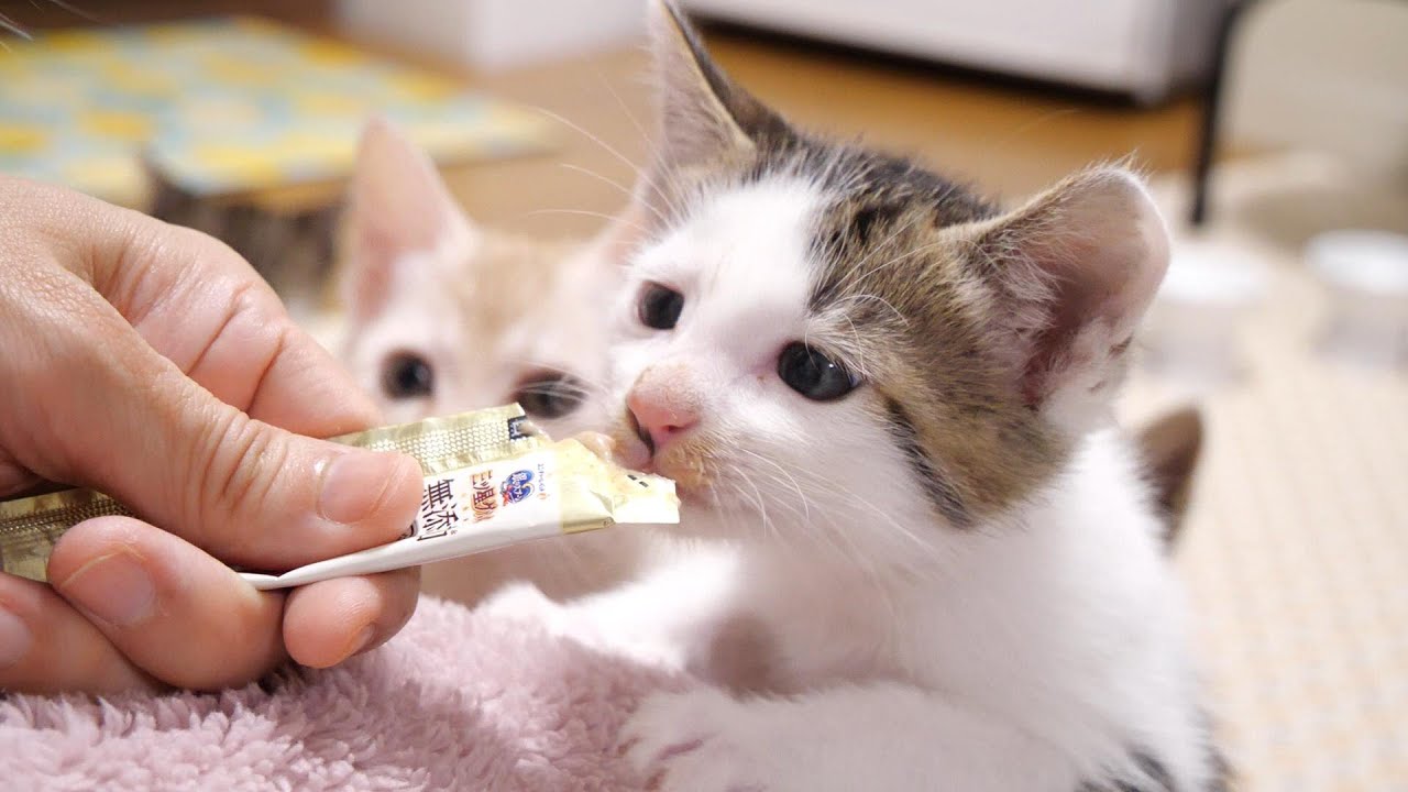 卒業の朝、みんなで食べる最後のご飯と三ツ星グルメに幸せそうな顔になるニャーニャー隊。【赤ちゃん猫　保護猫】