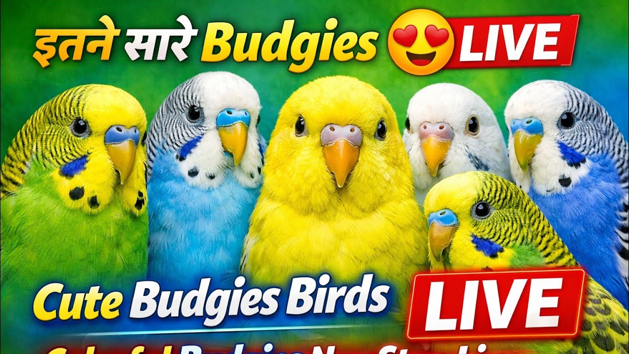 Live Budgies Birds 🐤 | Feeding, Playing & Chirping Sounds