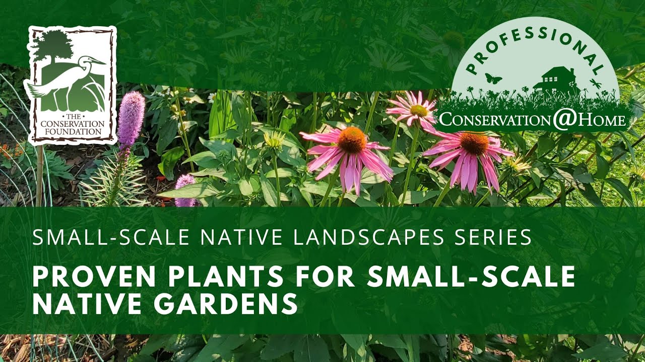 Proven Plants for Small-Scale Native Gardens  |  Conservation@Home Professional Training