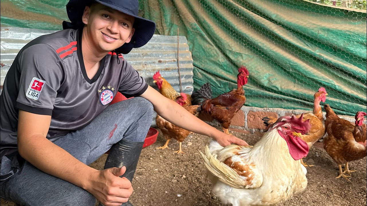 ESTOS SON LOS GALLOS DE NUESTRA GRANJA | Los Barrerita 