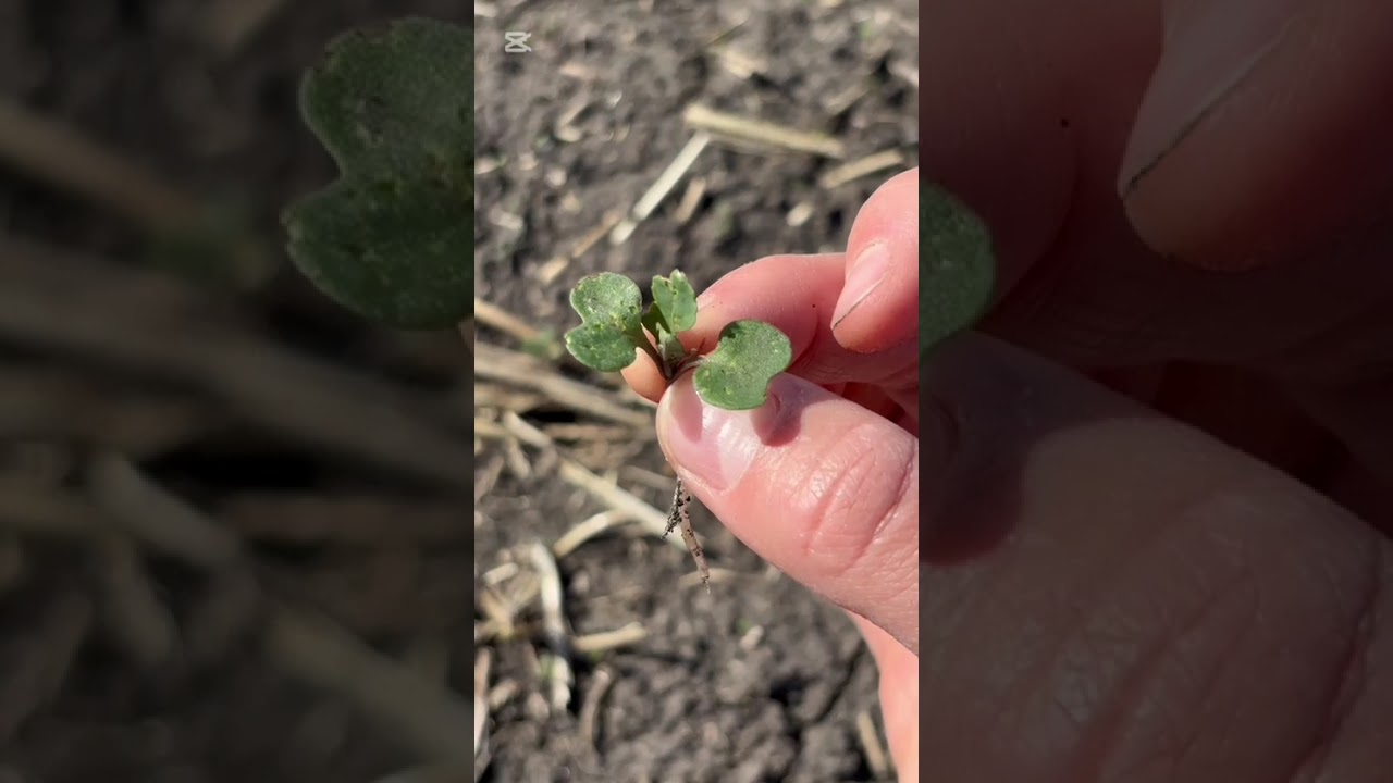 Start scouting for flea beetles #canola #farming #agronomy