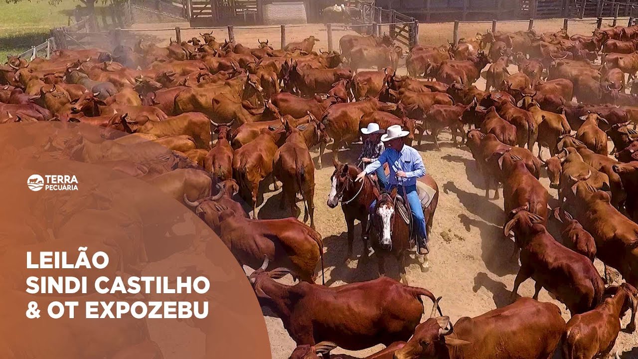 TERRA PECUÁRIA - SINDI CASTILHO NO 5º LEILÃO SINDI CASTILHO & OT