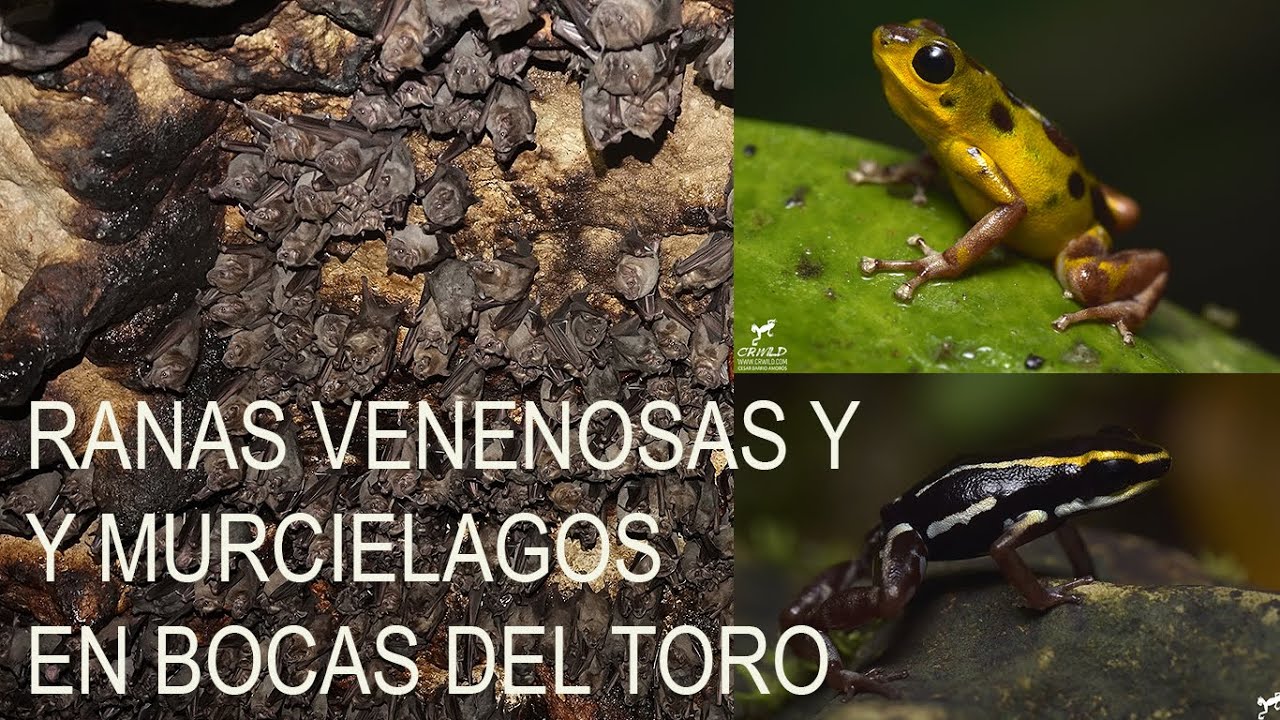 RANAS VENENOSAS Y MURCIÉLAGOS EN BOCAS DEL TORO, PANAMÁ