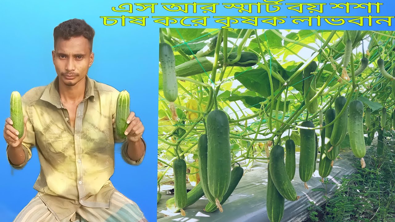 হাইব্রিড শশা স্মার্ট বয় চাষ করে কৃষক লাভবান শুনুন তার নিজ মুখ থেকে।