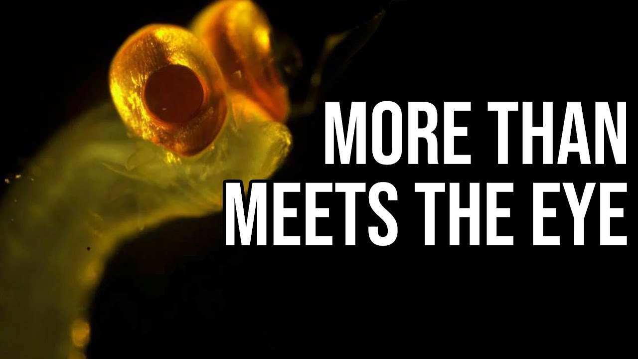 What Exactly Is: Alciopini | The Camera-Eyed Worm