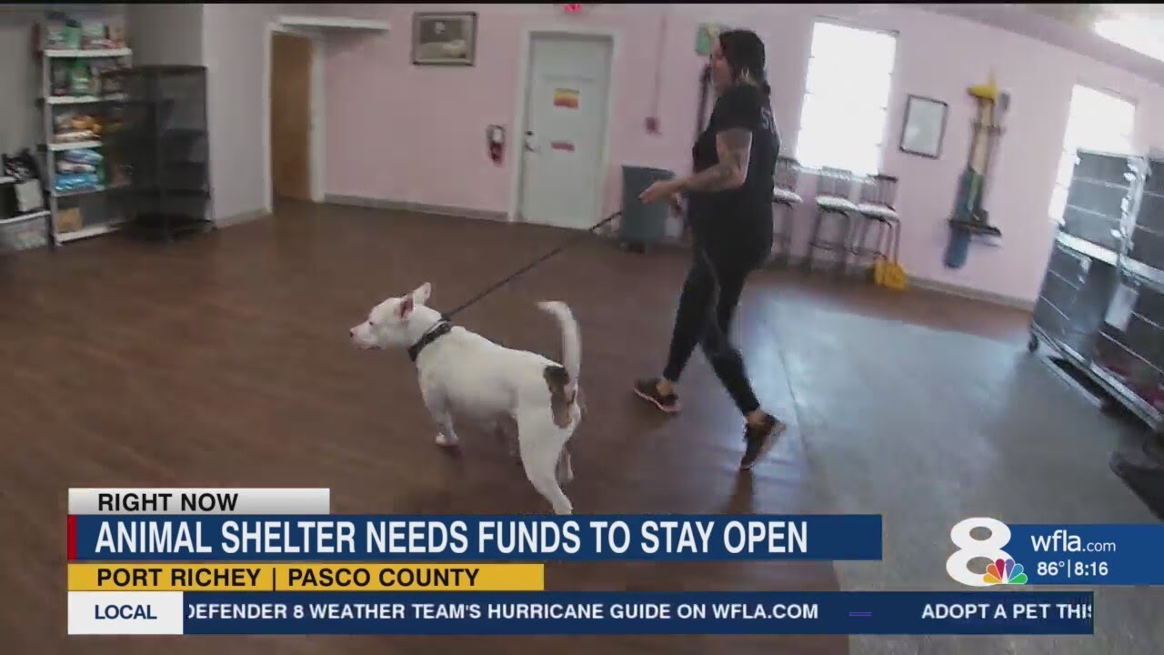 Local animal shelter at risk of closing