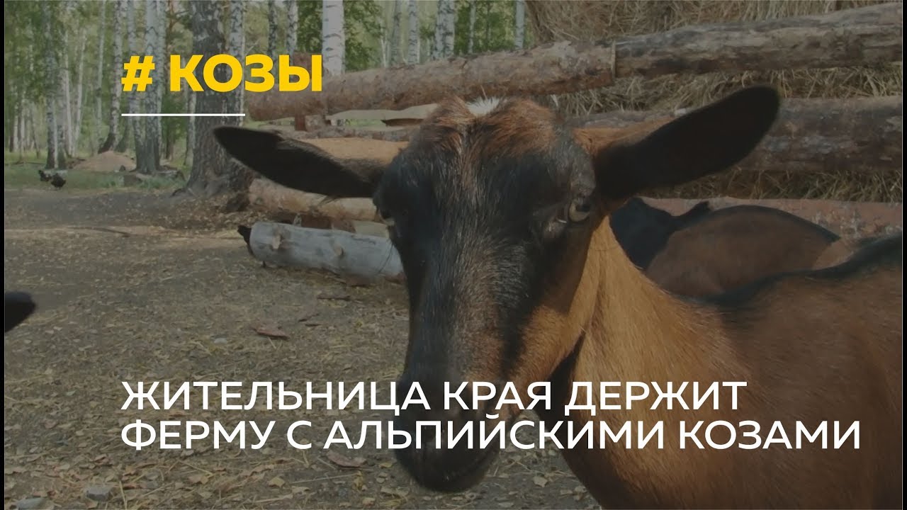 Молочная ферма и альпийские козы. Жительница алтайского села о любимом деле