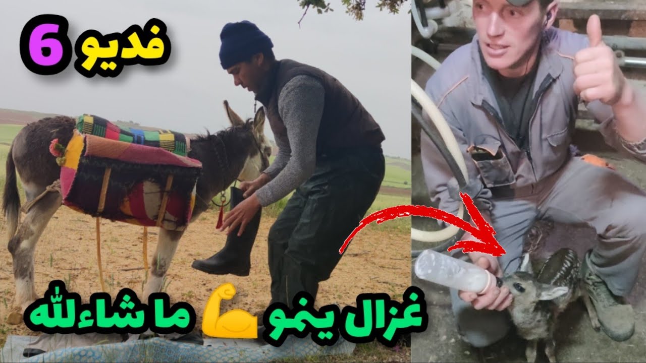 فديو 6: صغير🦌 الغزال ينمو☝💪 ما شاءالله