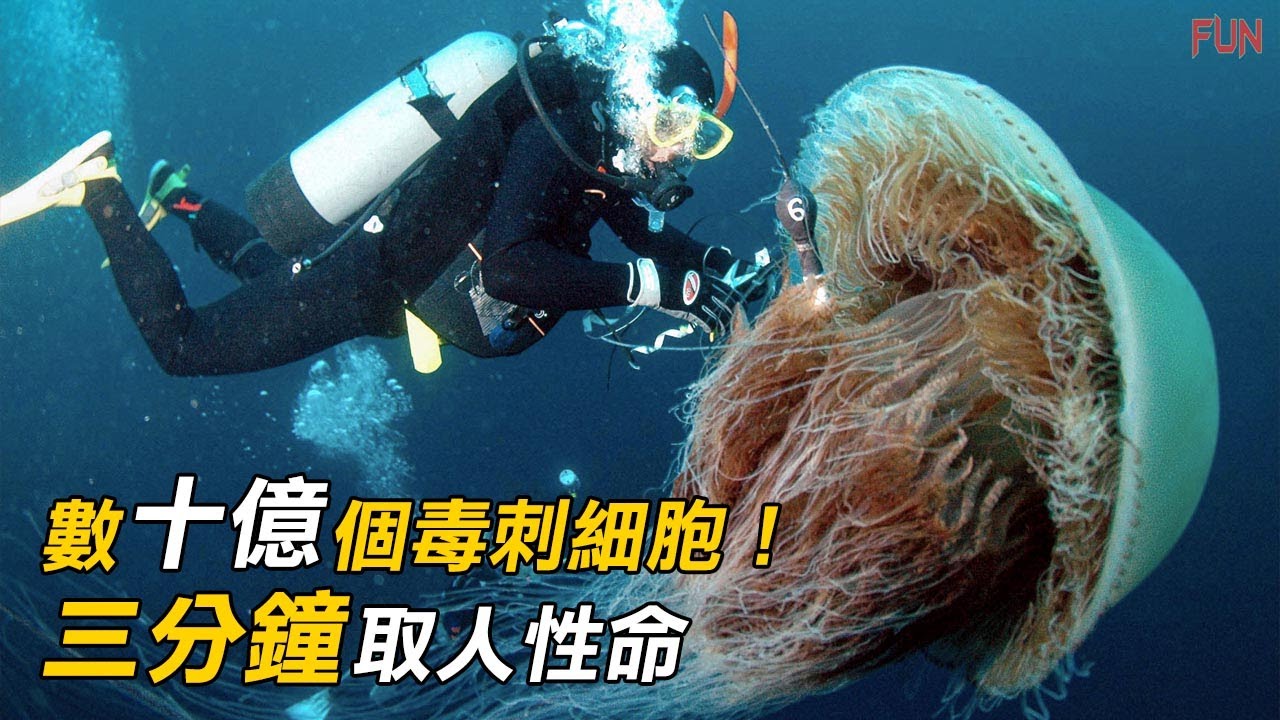 數十億個毒刺細胞！被它蜇傷，三分鐘就能取人性命 | 遠距離發射螫針，就像東方不敗的飛針 | 比藍鯨還要長的水母！| 世界上最致命、最毒的水母
