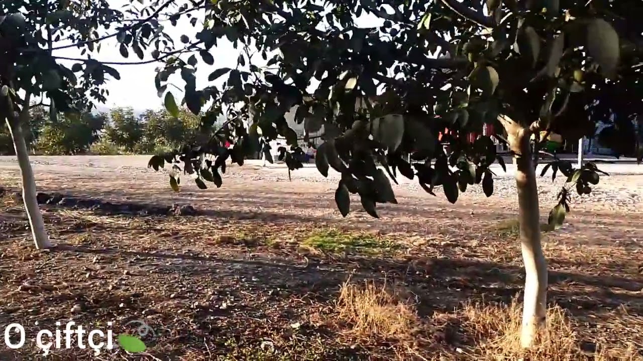 3 EKİM PERŞEMBE CEVİZLERİMİZDEKİ SON DURUM