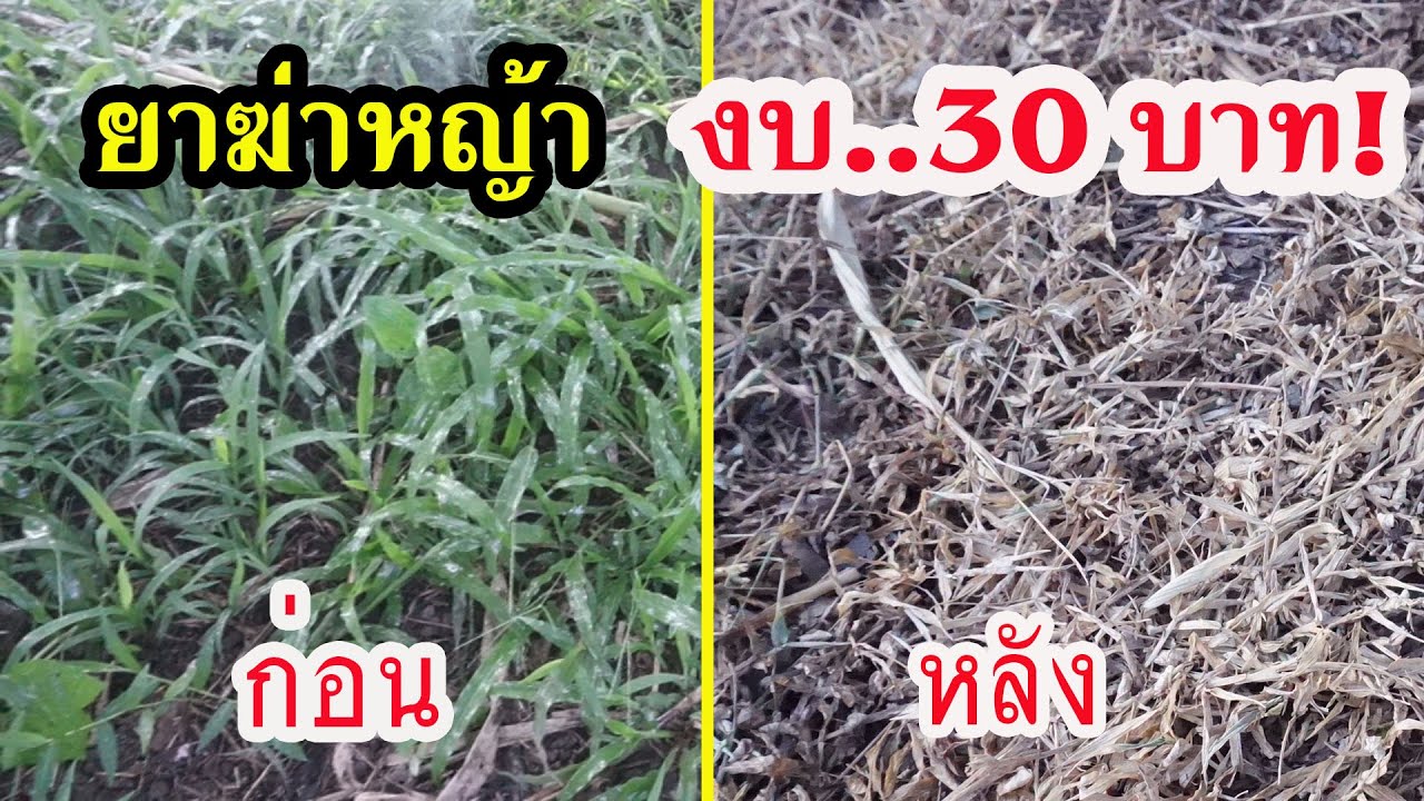 ยาฆ่าหญ้าปลอดสาร ทำเองง่ายๆ ใช้งบประมาณแค่ 30 บาท!