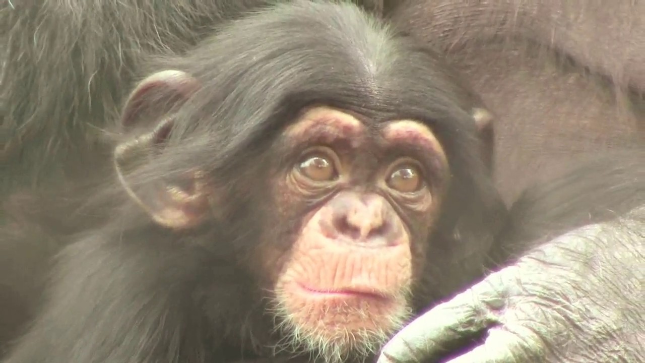 東山チンパンジー 双子の赤ちゃん 50 Chimpanzee twin baby