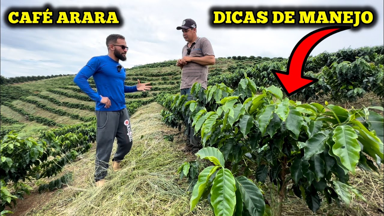 LAVOURA DE CAFÉ ARARA DO NOSSO AMIGO EDIMAR