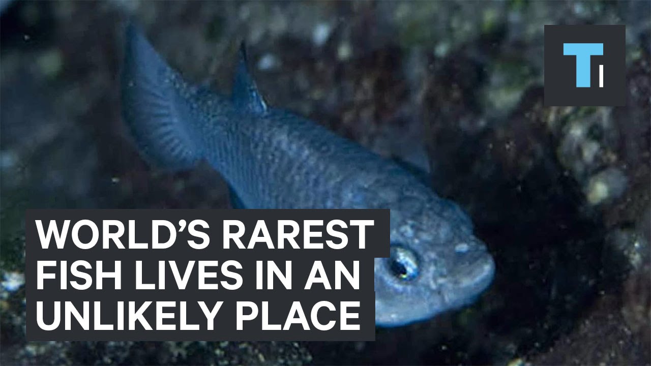 World&rsquo;s rarest fish lives in an unlikely place