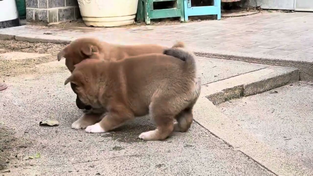 2025.9.20生まれの杏里の子犬達、お外で元気元気。