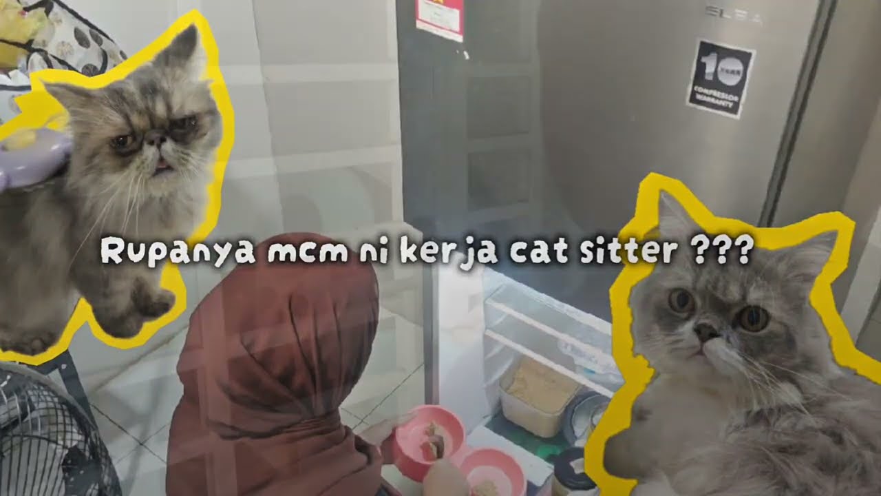 Real Life Cat Sitter Vlog– Apa Aku Buat Dalam Rumah Orang? 👀🐱