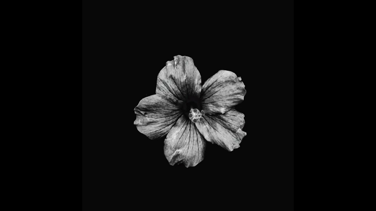 Black Flowers - Progressive House & Tech House Set 2026 - DJIMMY