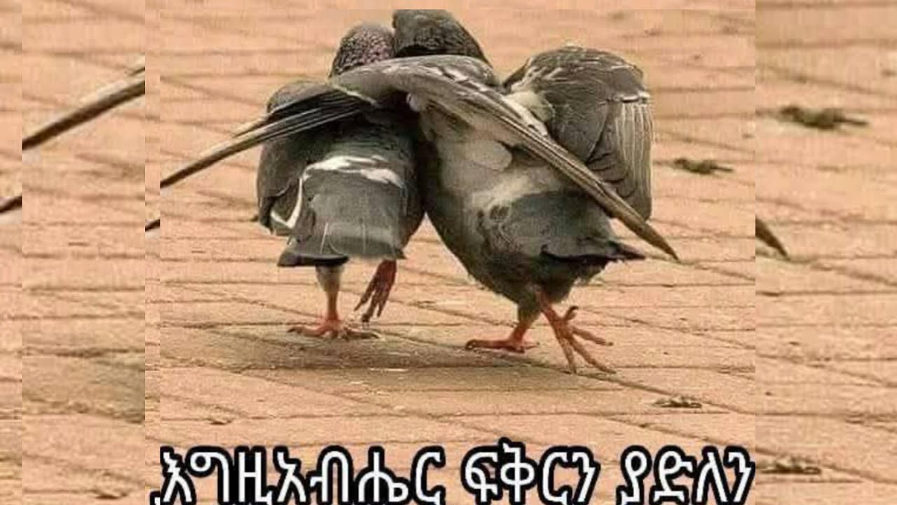 ፍቅር ያሸንፋል እውነት ነው ወይስ ኦሽን?
