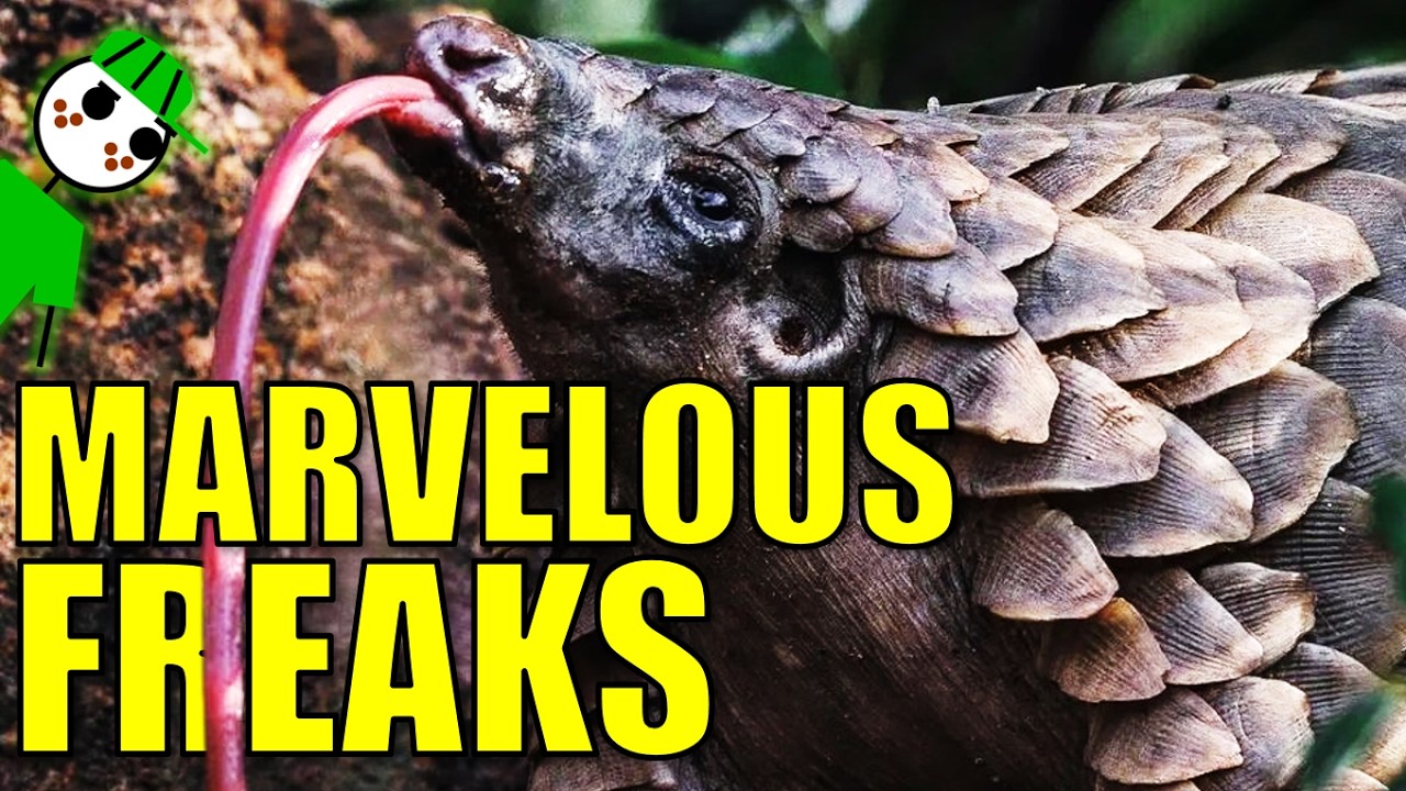 Weird Mammals You Will Like Because I SAID SO