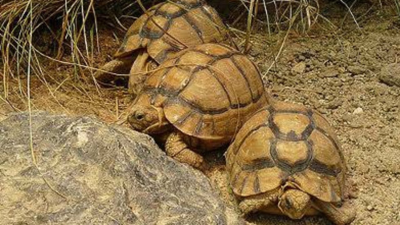السلحفاة المصرية - Kleinmann's tortoise