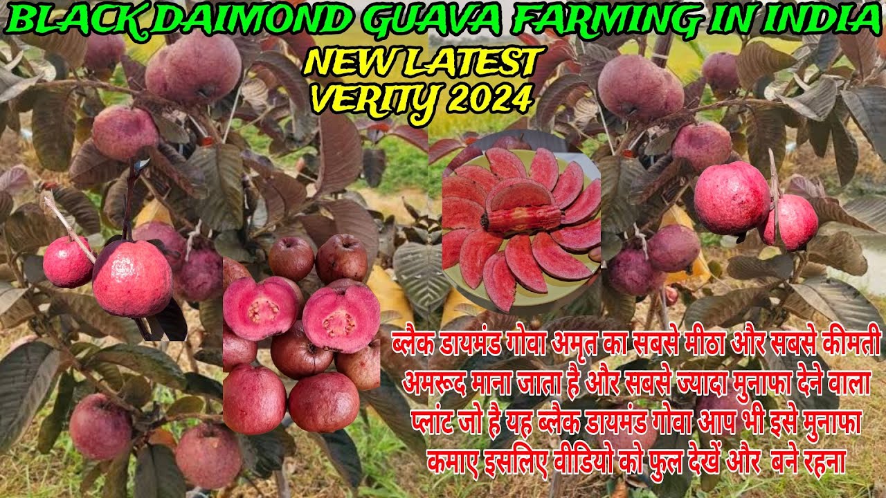 Thai Black daimond guava farming in india // world no 1 sweetest guava fruit (new letest Verity 2024