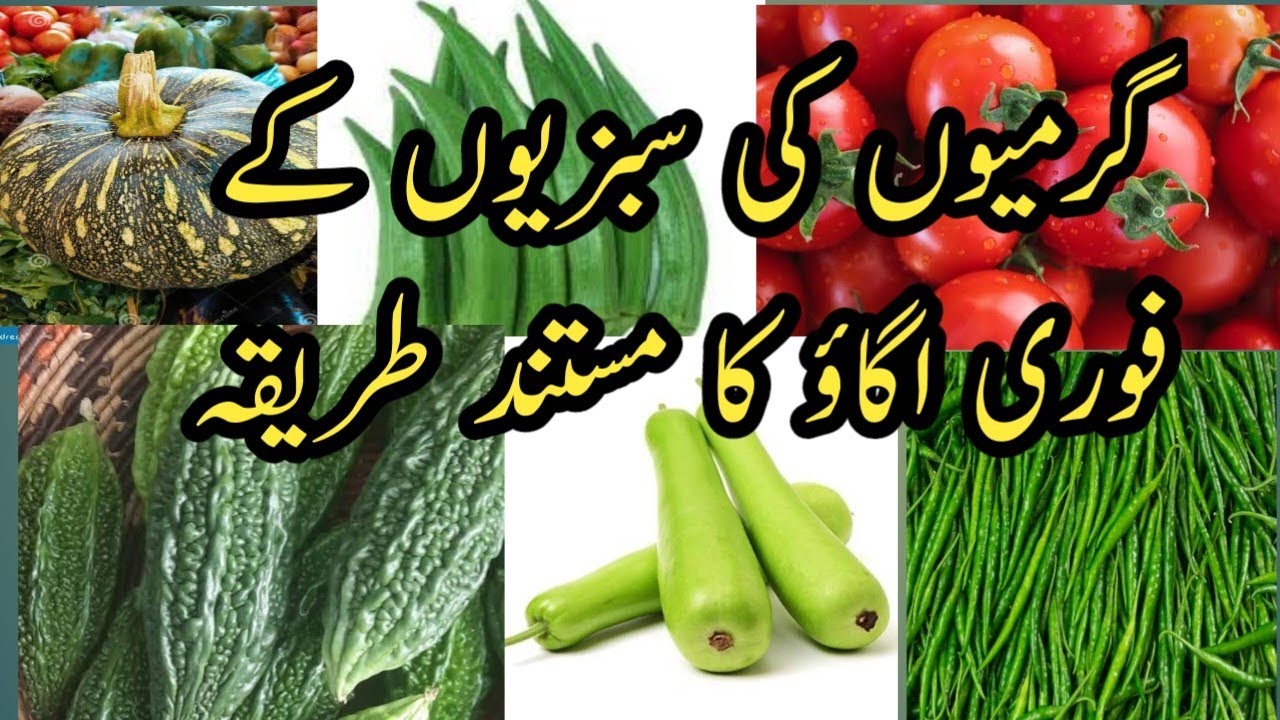 Instant Seedling of Summer Vegetables| گرمیوں کی سبزیوں کے فوری اگاؤ کا مستند طریقہ|Kamra Zamindari