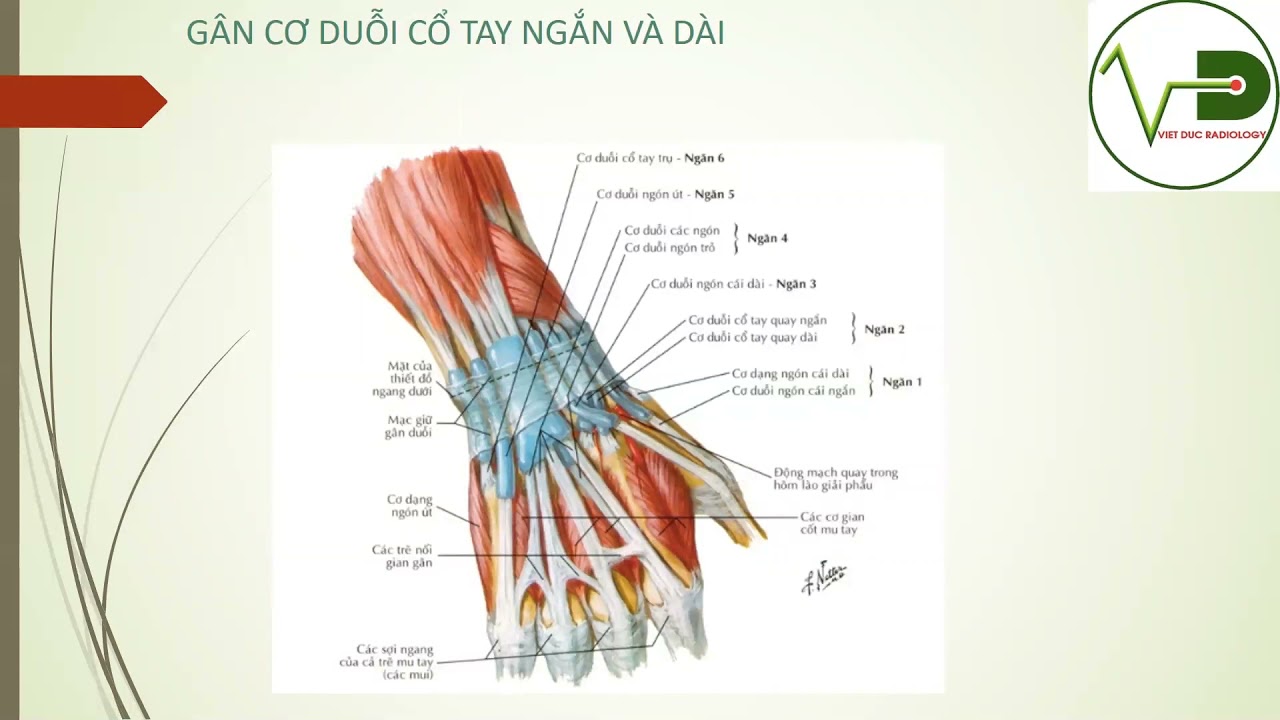 Siêu âm khớp cổ tay: Giải phẫu ứng dụng siêu âm - BS. Đỗ Việt Anh - Khoa CĐHA BV Hữu nghị Việt Đức